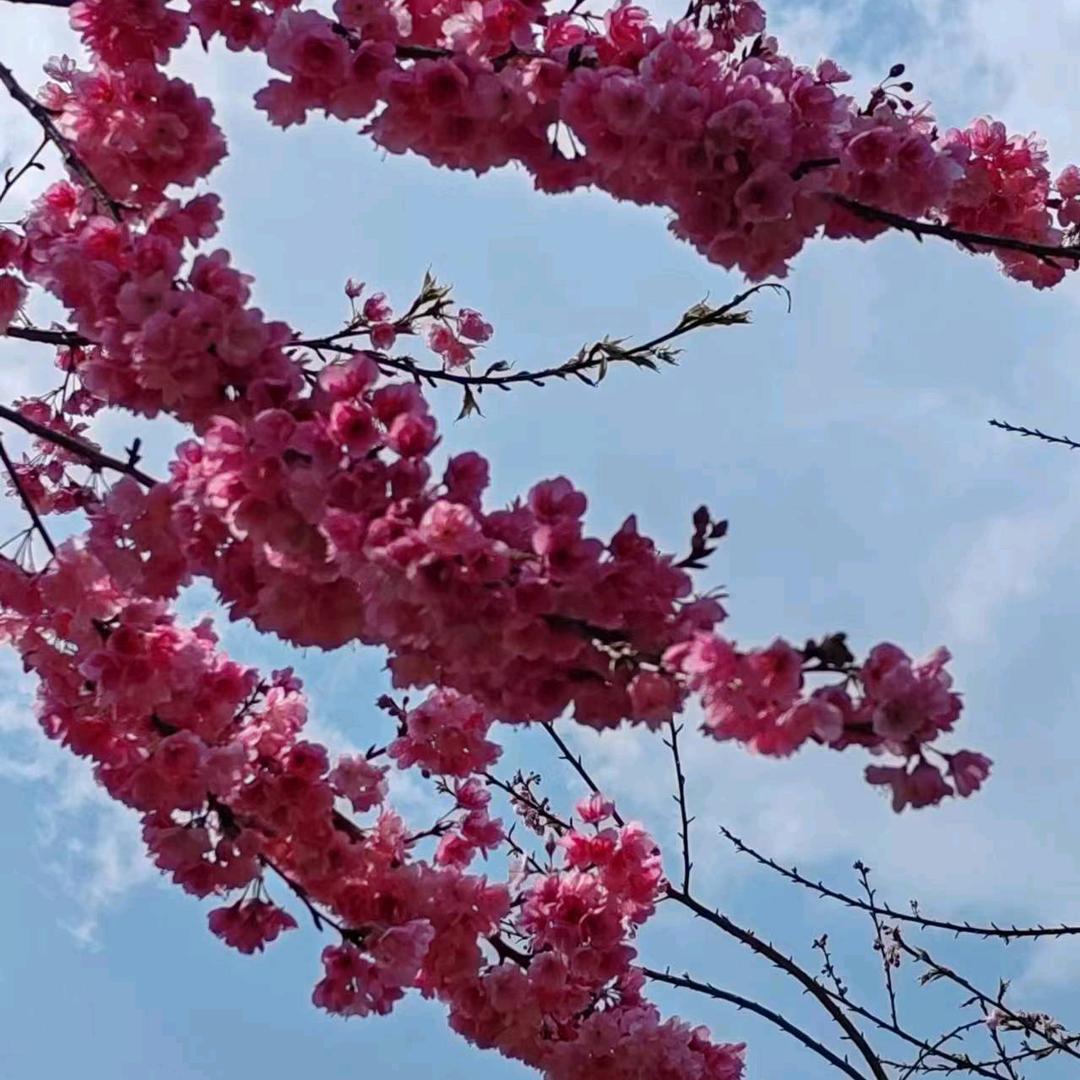 苏华凡媛