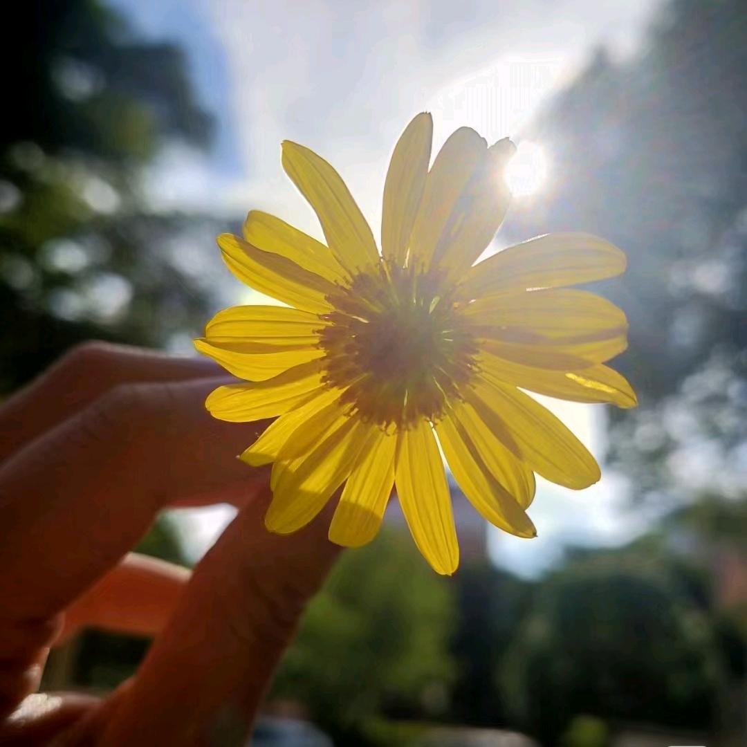 雪花。
