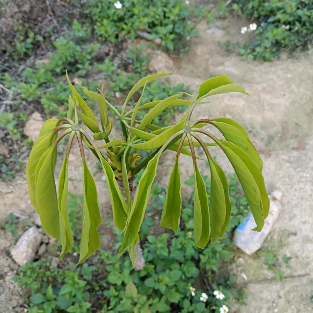 照收来缘
