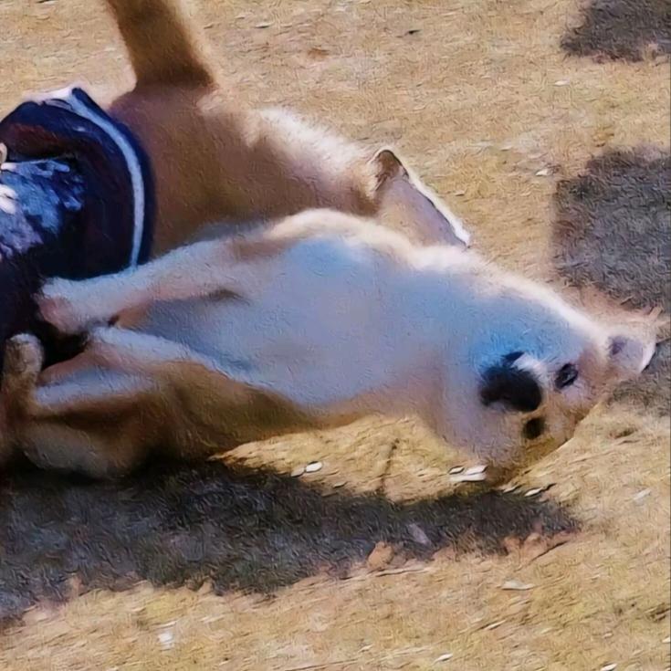 糖醋唔西迪西