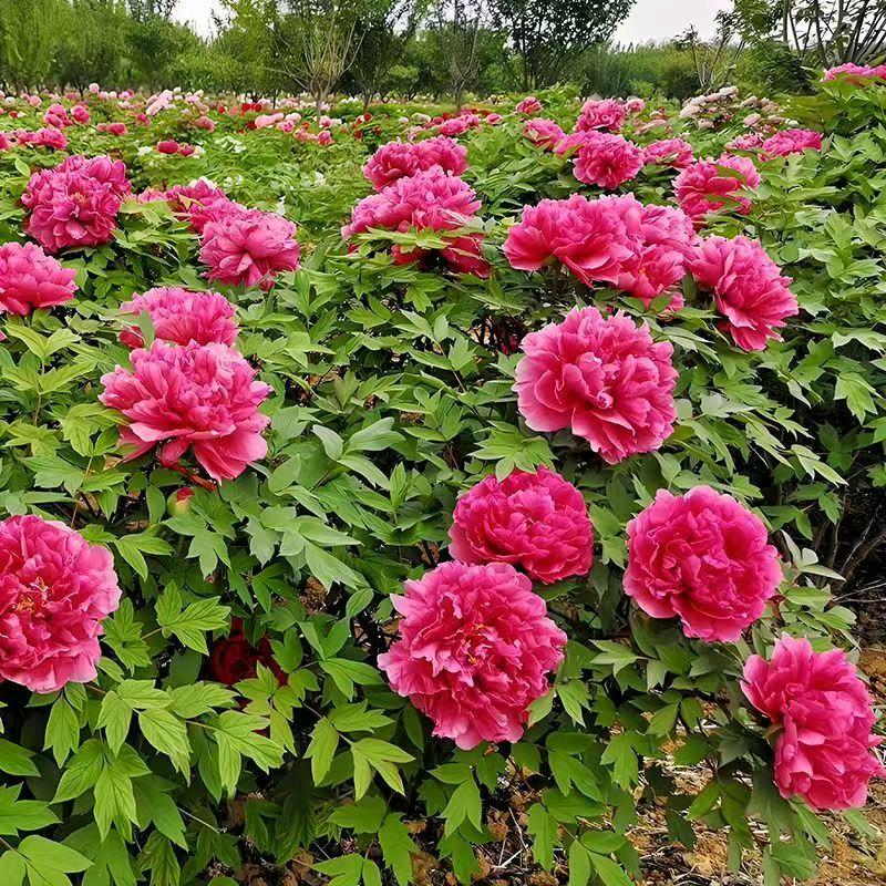洛阳大可牡丹