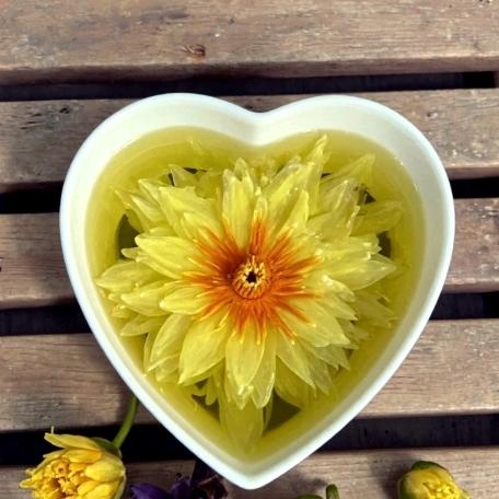 九品香水莲花茶柳州景区产