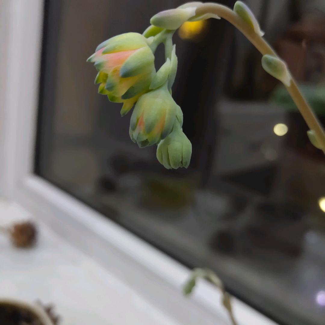 fu福星高照