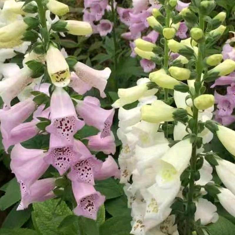 春暖花开
