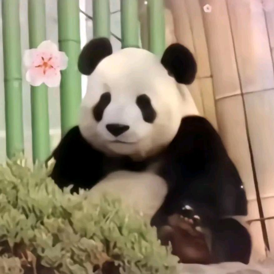 潘达星