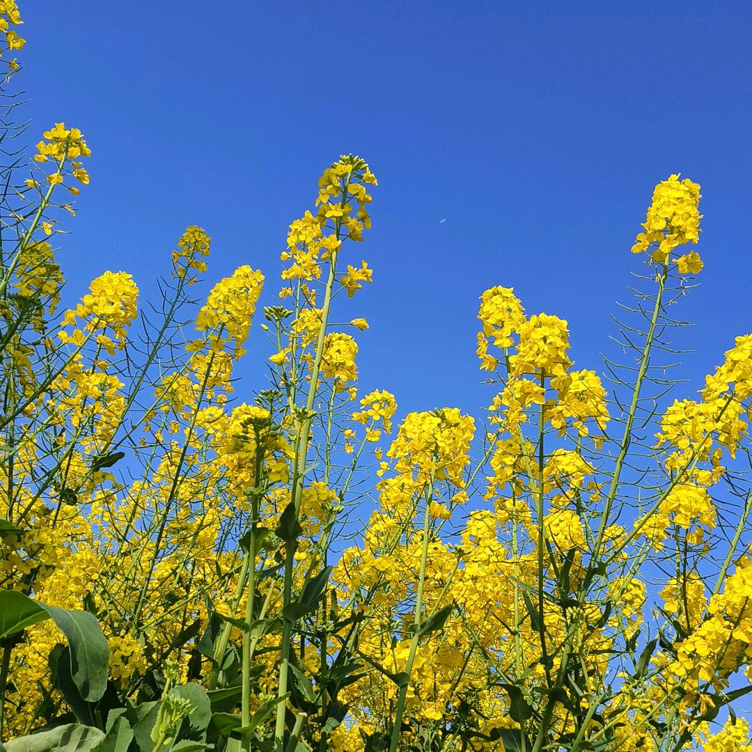 爱吃橙子🍊的多多