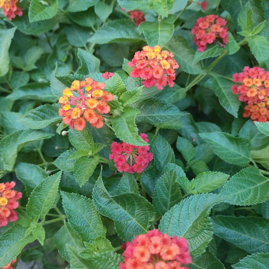 一片树叶