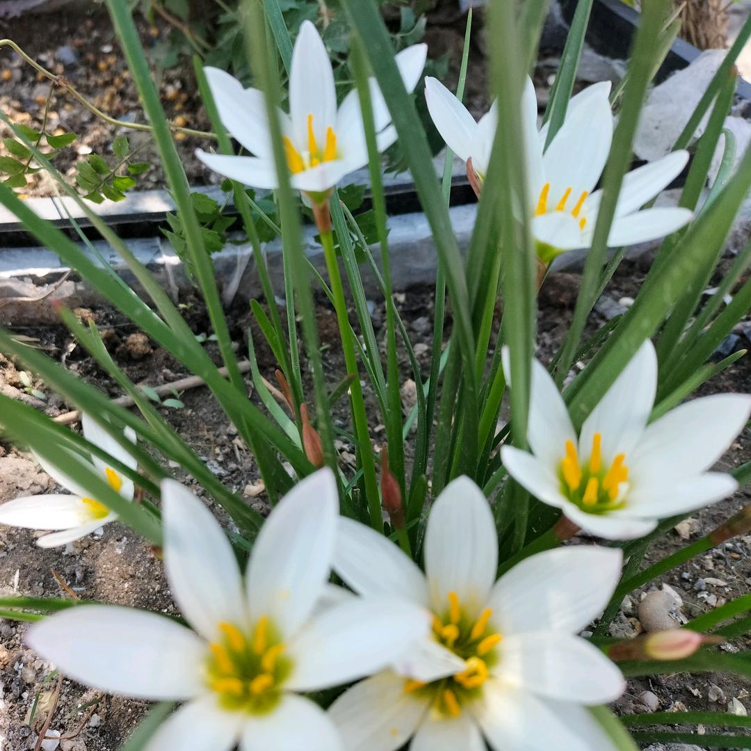 星语心愿（连赞拉黑）