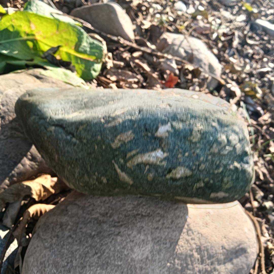 好运年莲
