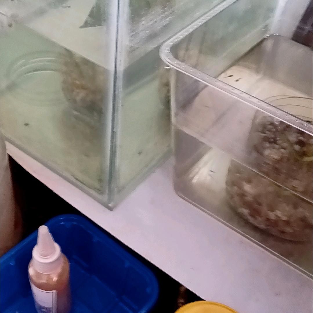 梦云2