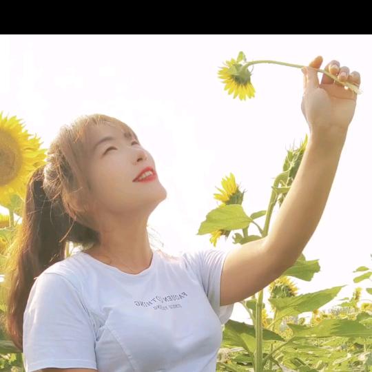 梦的翅膀