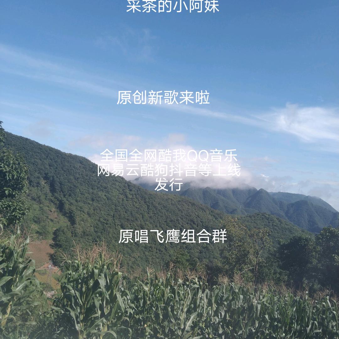 飞鹰组合群