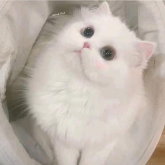 爱吃土司饼干的木瓜