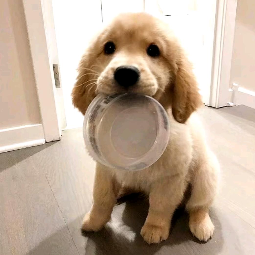 一只熊