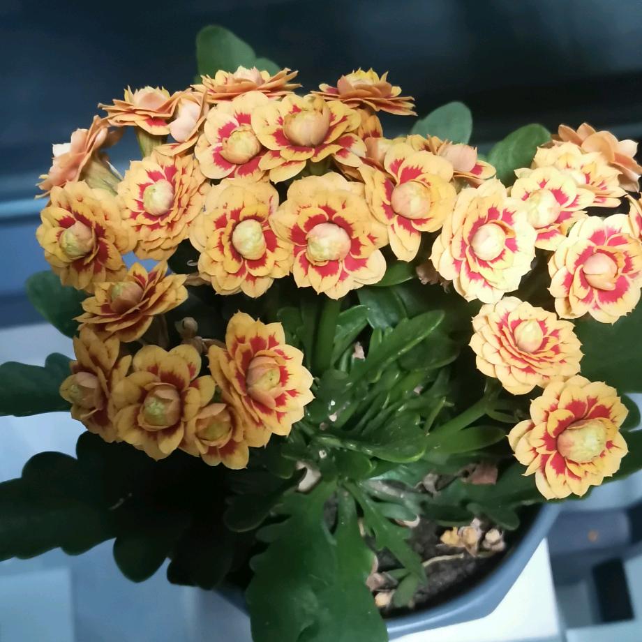 星芷