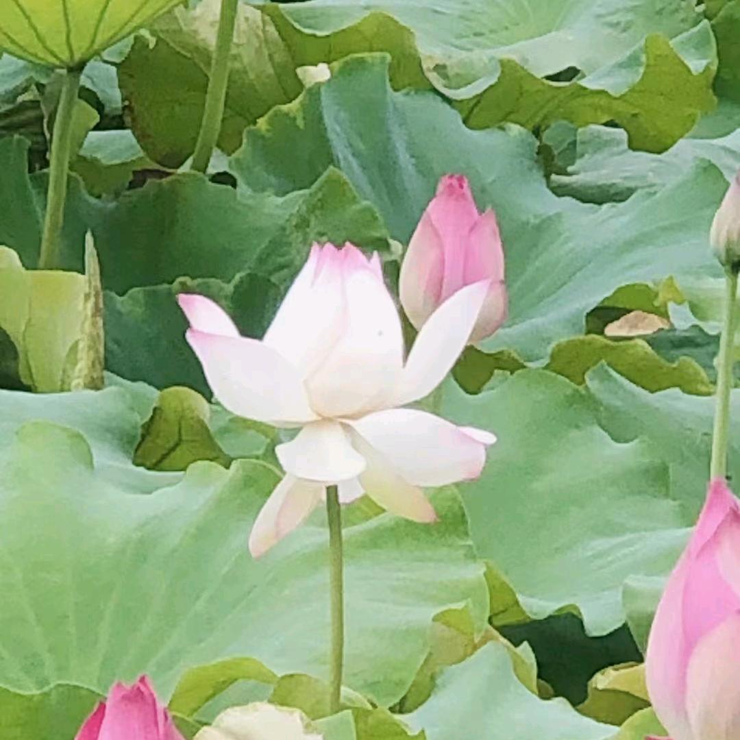 玲菲艺美