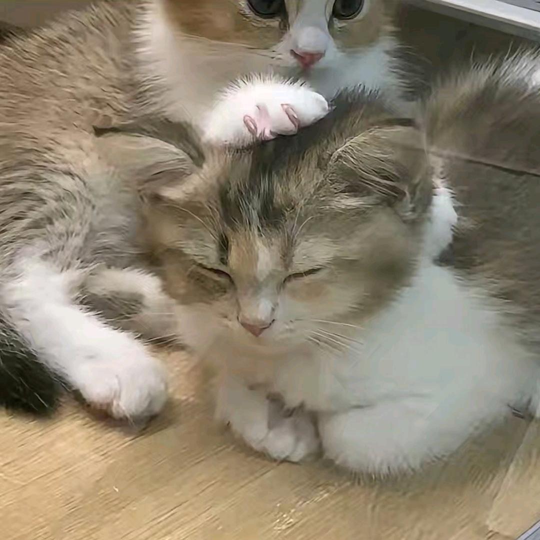 梦离