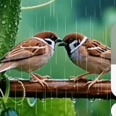 无情的世界🀄️