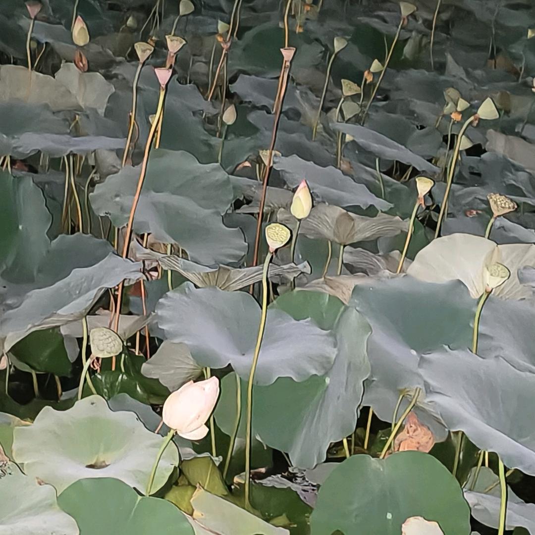 兜李有糖