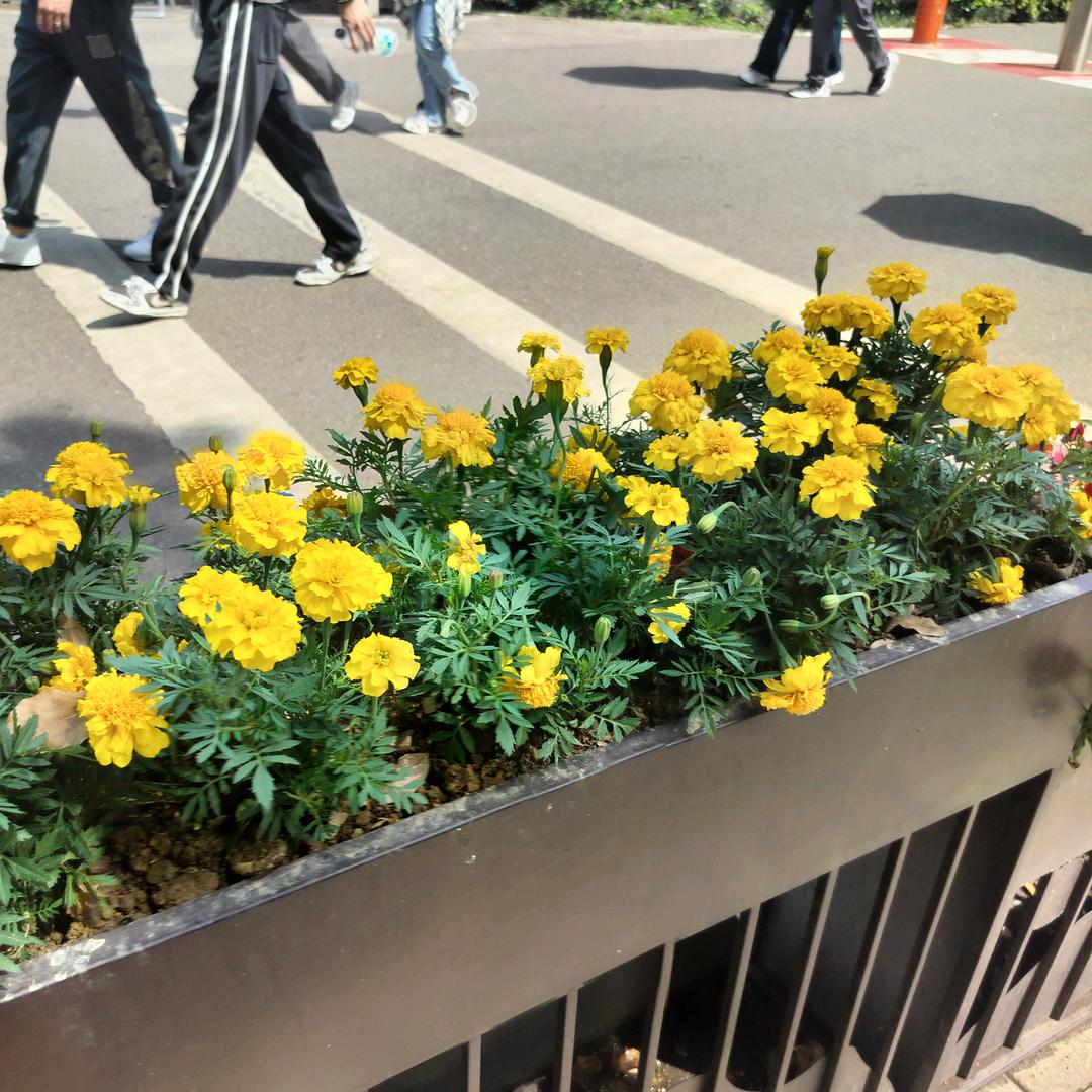 风和日丽。