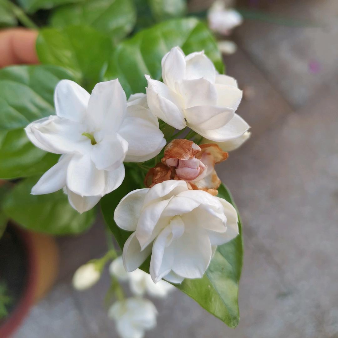小宝贝