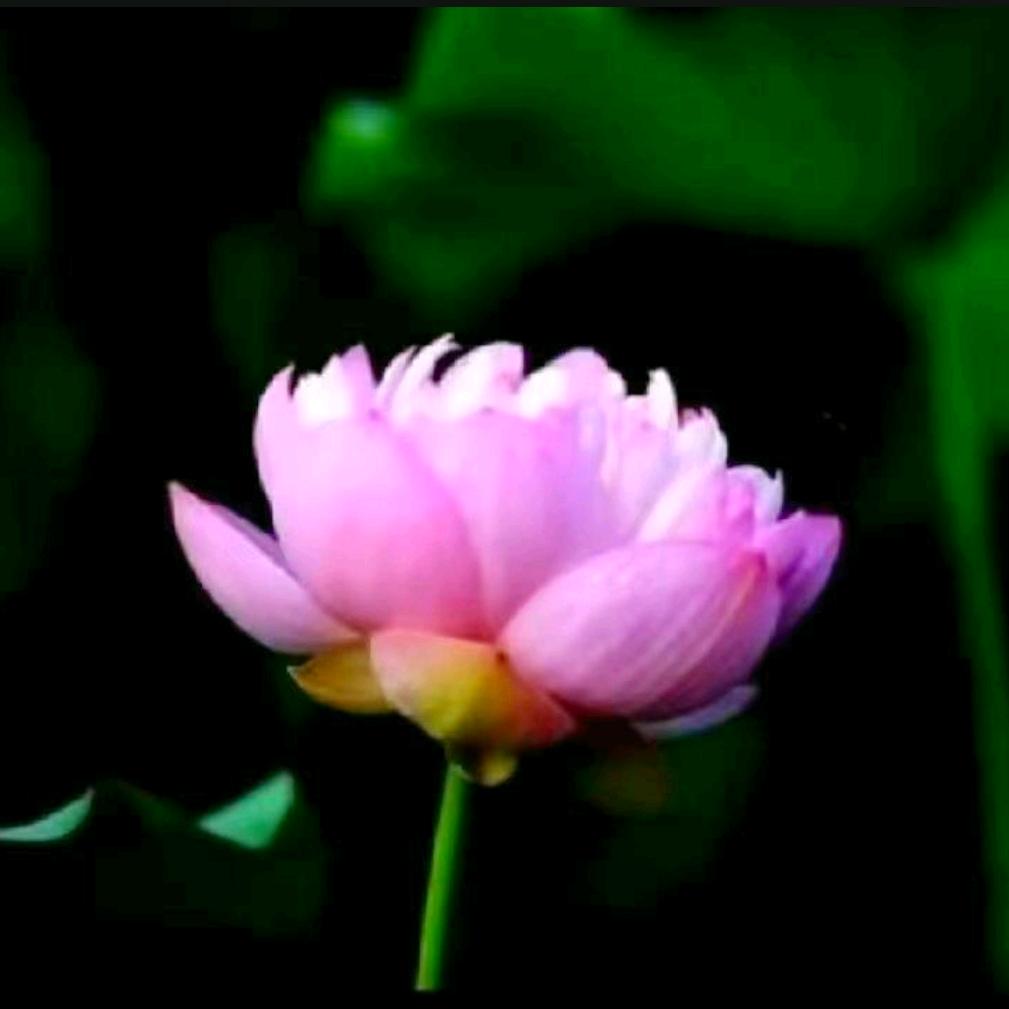 菩提花开6688