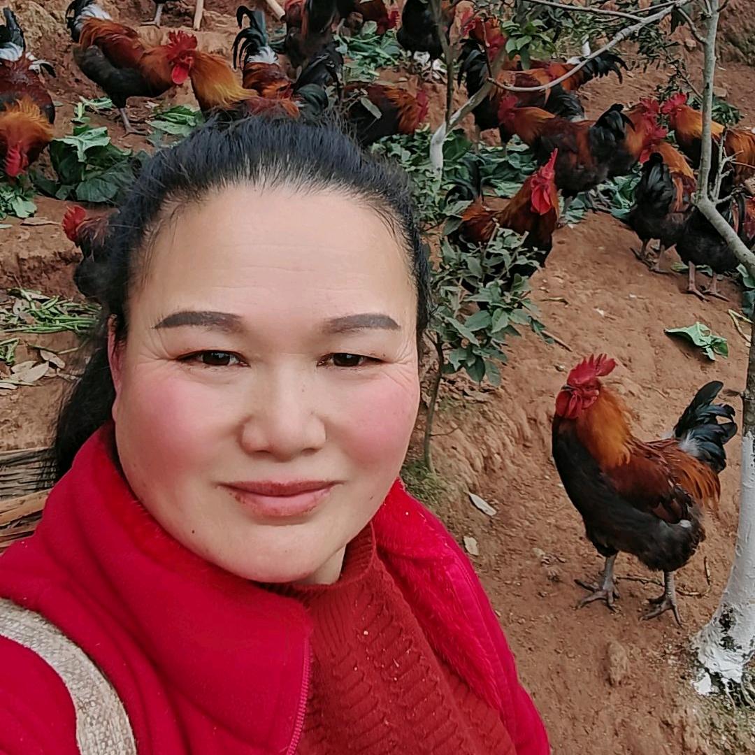 爱拼才会赢，加油！杨土鸡，正宗粮食跑山鸡