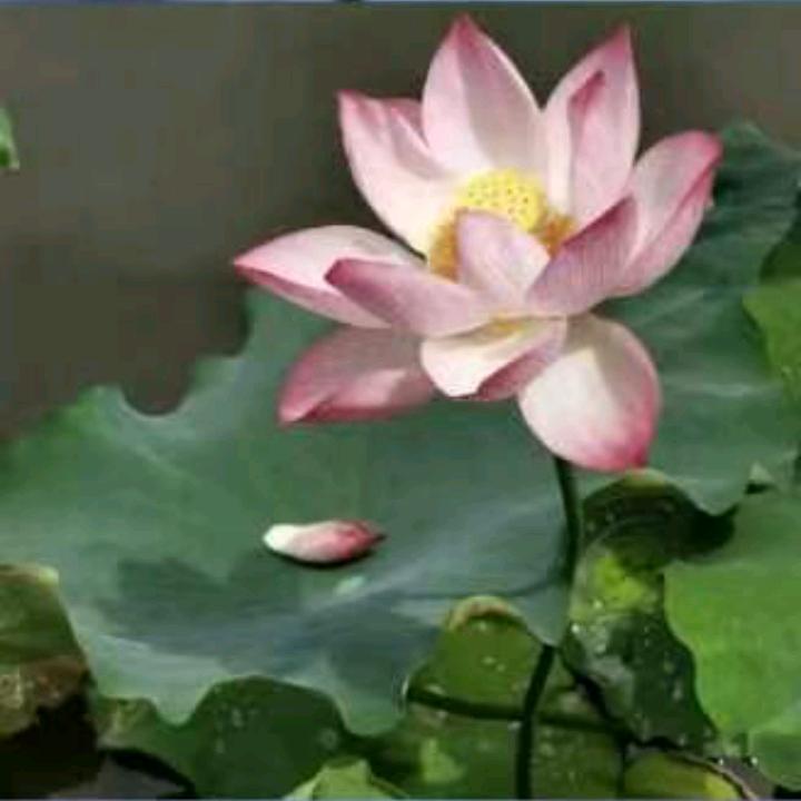 顾
