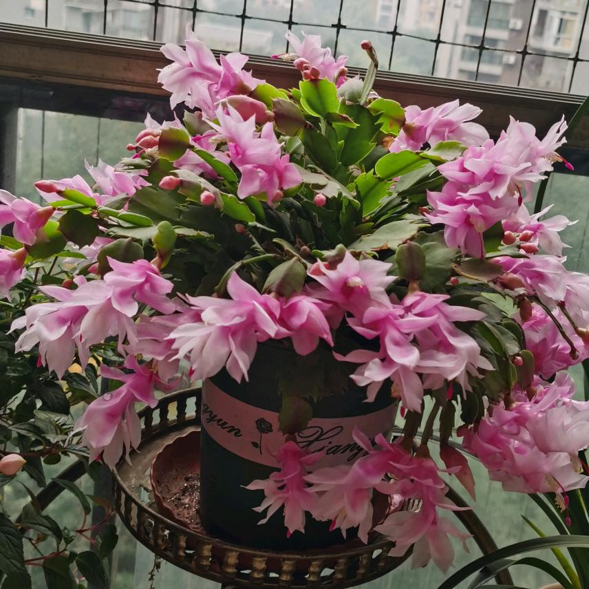 花飞花