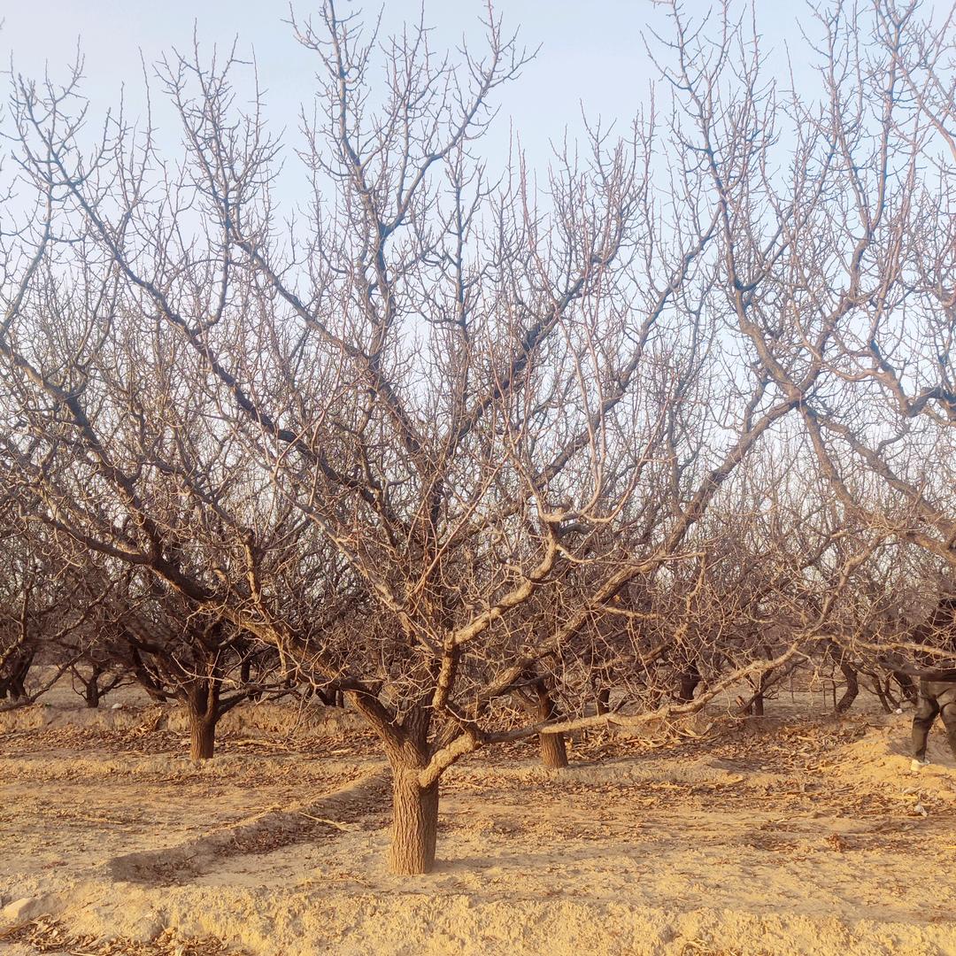 海纳百川山杏，八棱海棠，云杉，侧柏