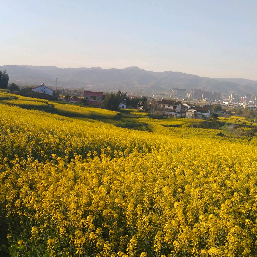 兰草花