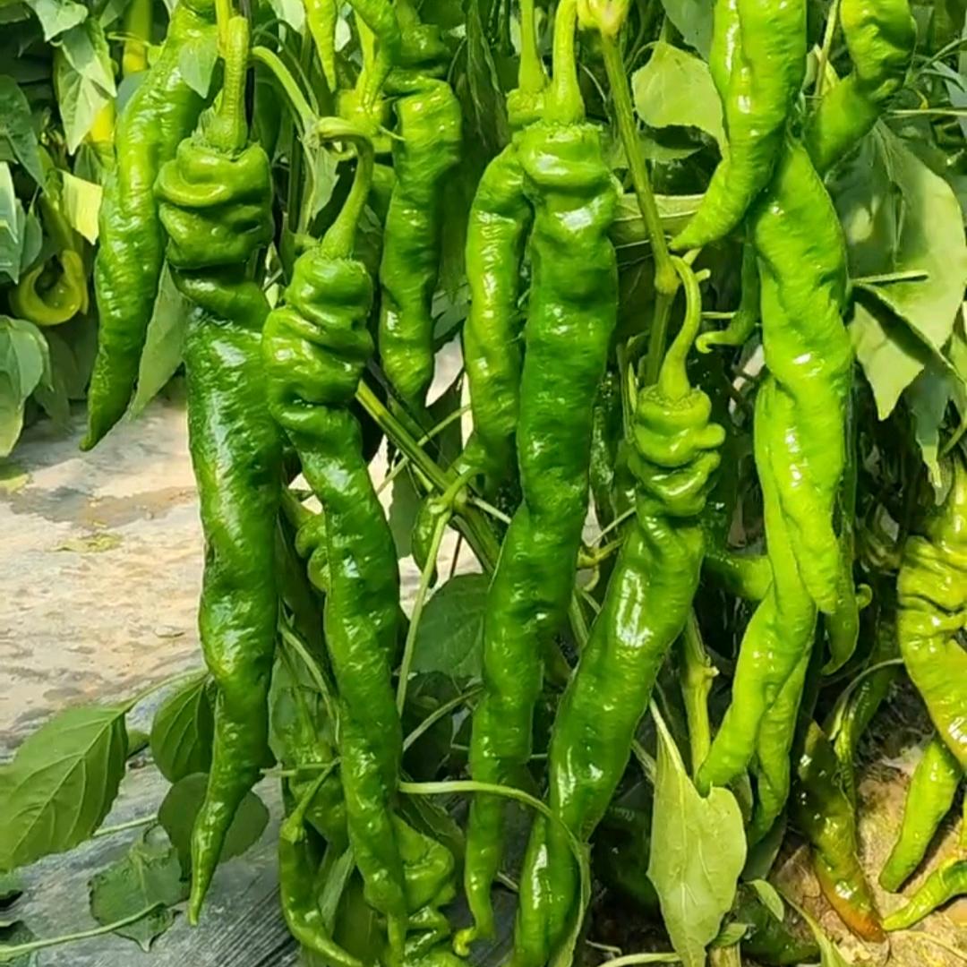 八葆素企业店