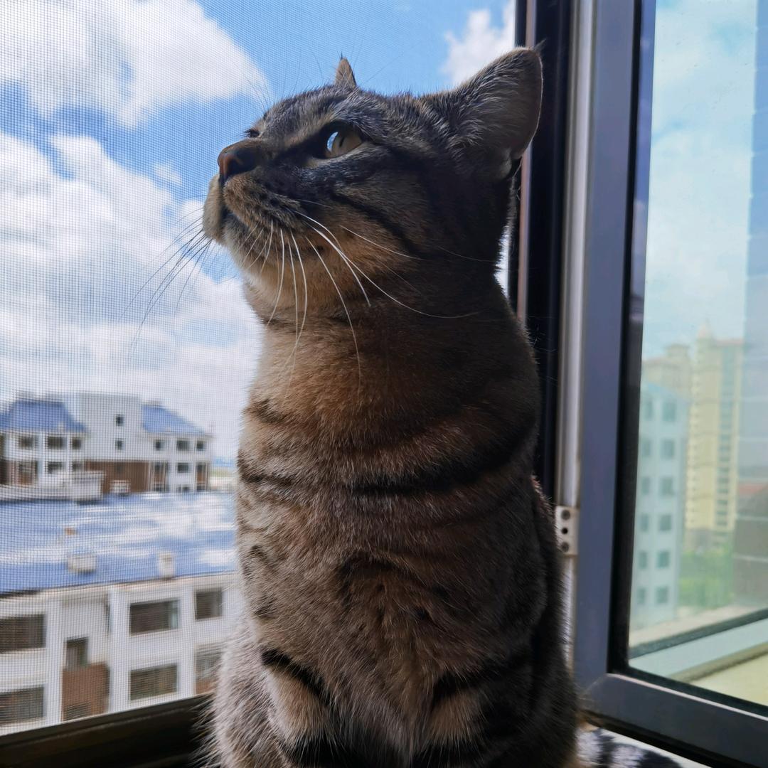 猪猫🐱