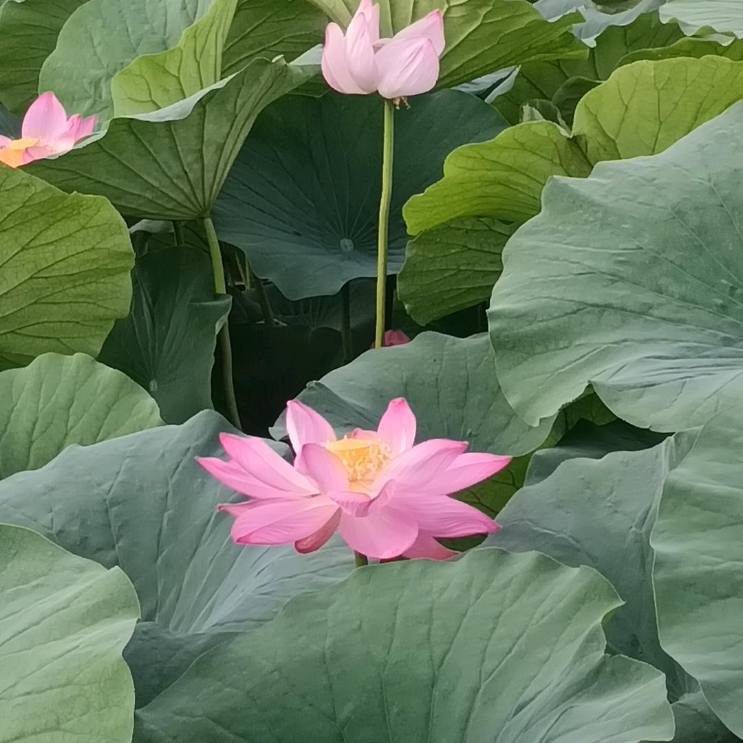 💐🌹人间过客🌹🌾