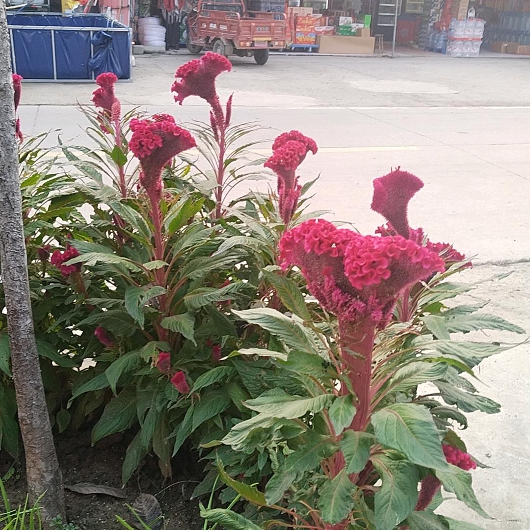 ^你是风儿我是沙