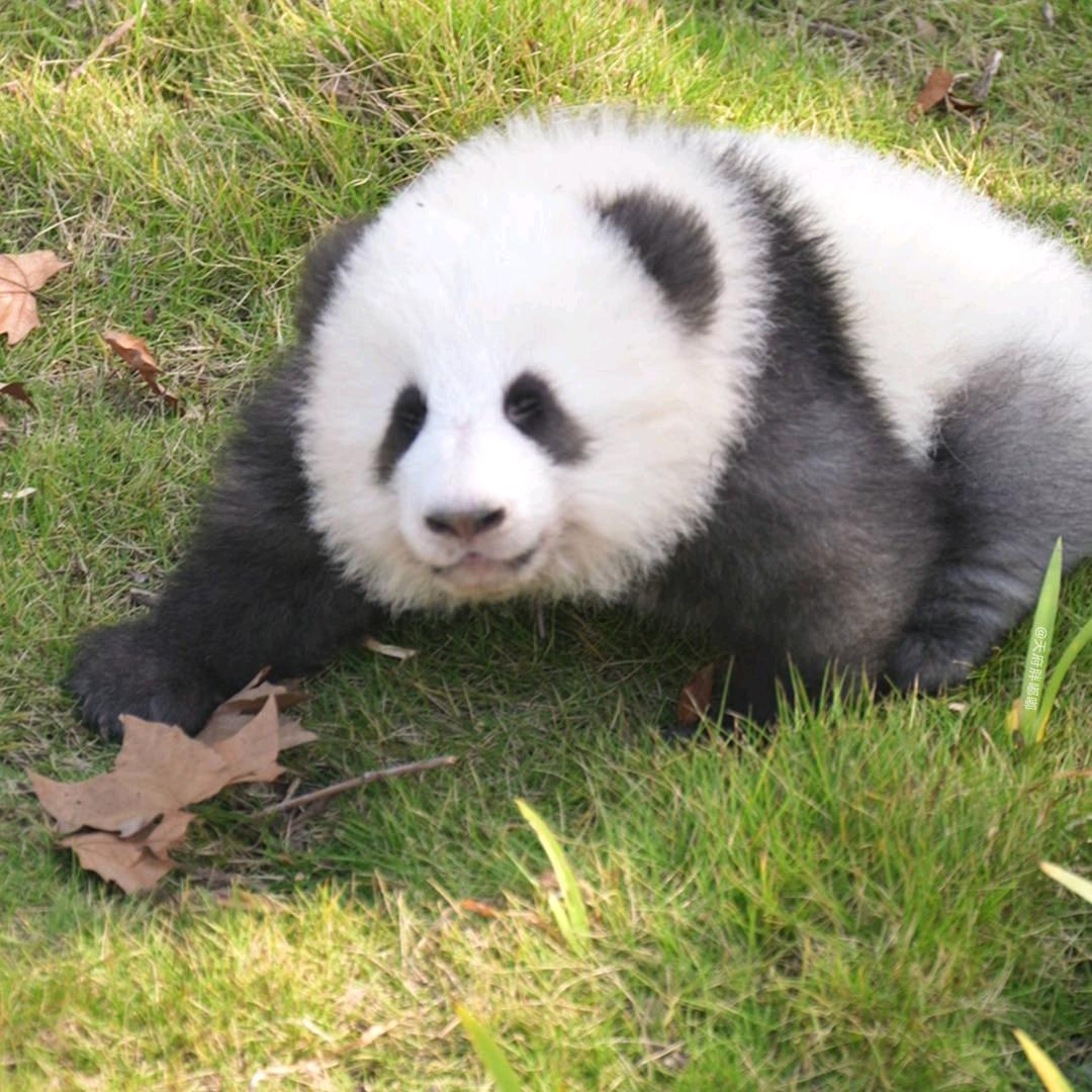 云沧（进阶中）