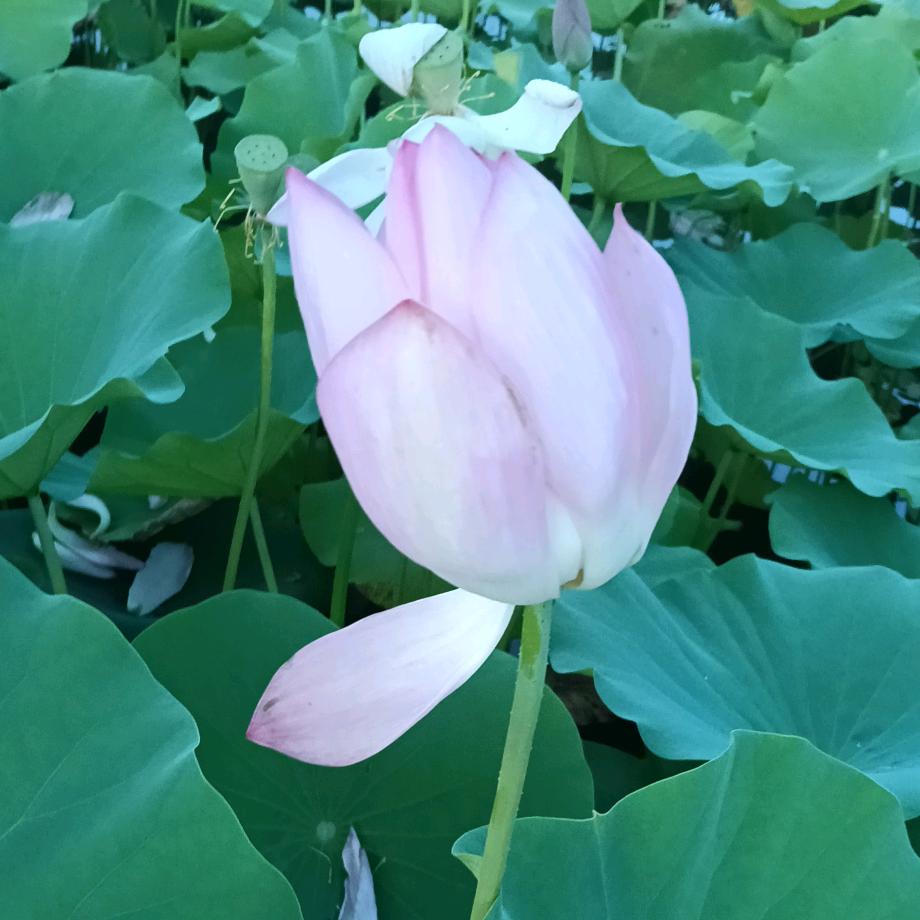 A...ツ念迩如初ゞ    渔夫