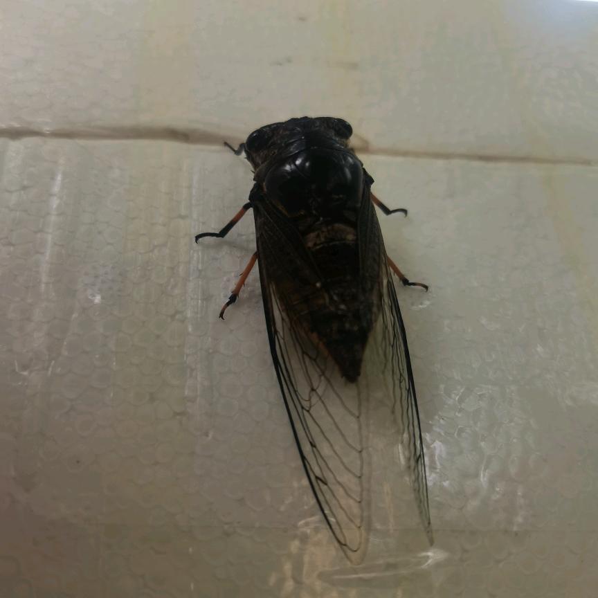 伟哥做夹馍     （收徒）