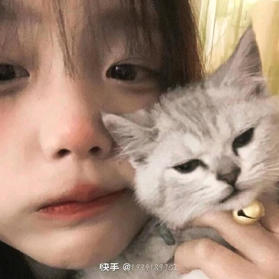 慵懒的猫