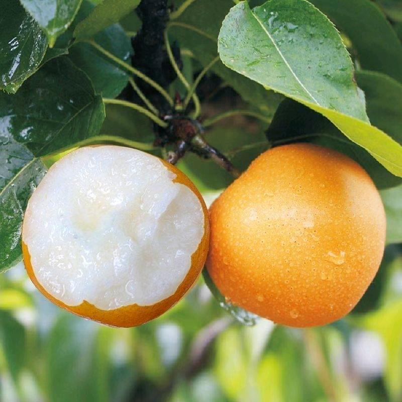 水果加工供应链