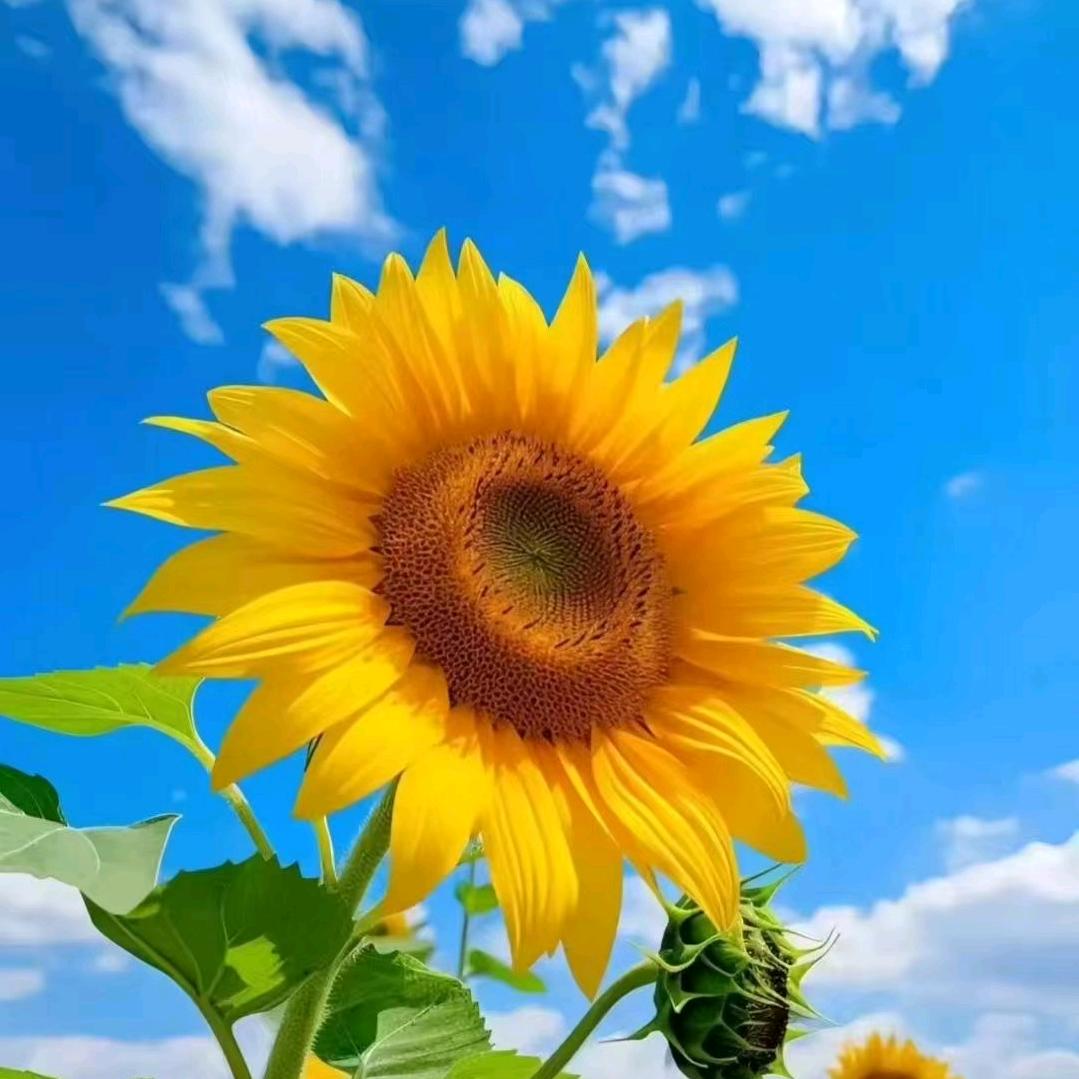 好奇心