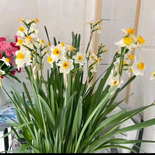 ☘️路过🌸🍂🍃