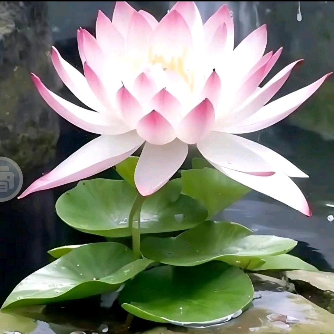 墨羽芊华