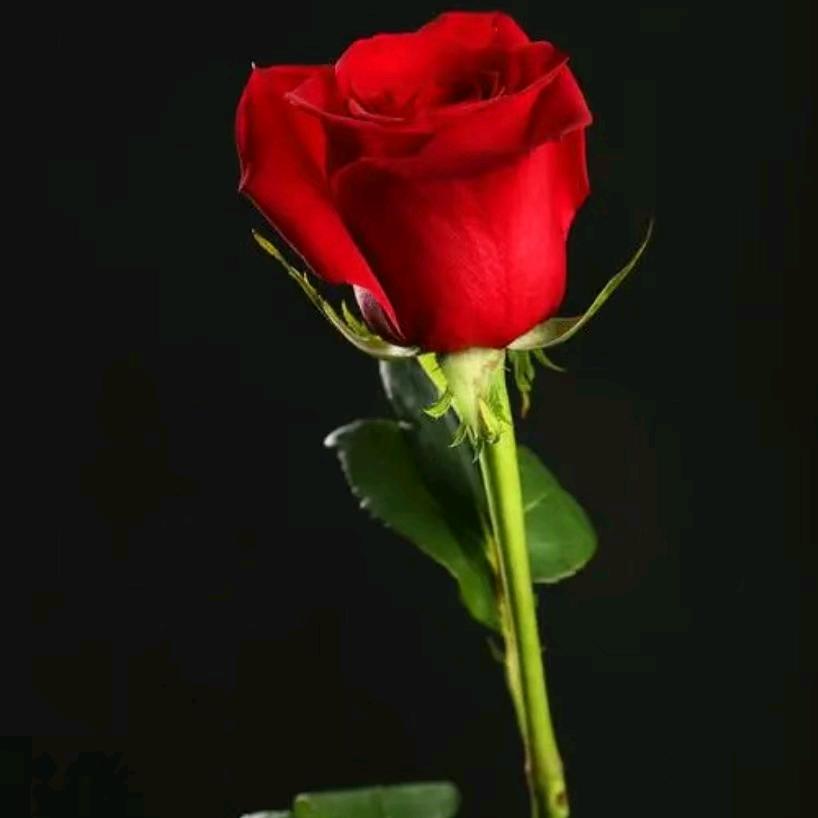 花花🌹