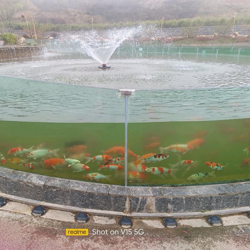 开心果在西安。