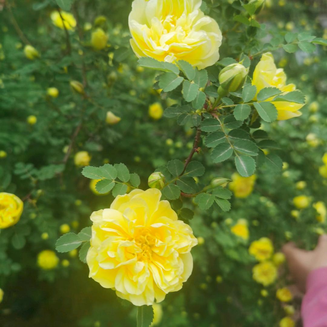 加菲猫