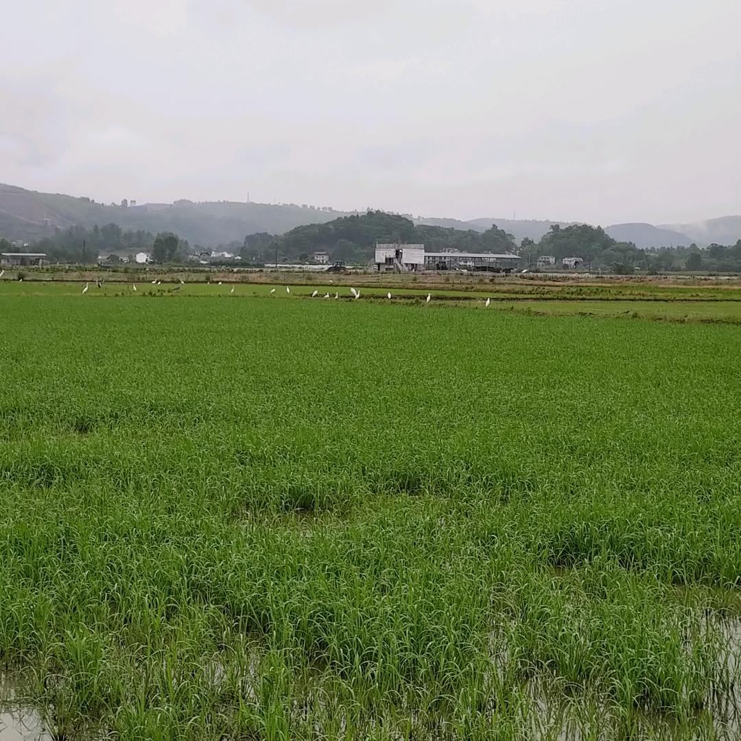 逸水清风