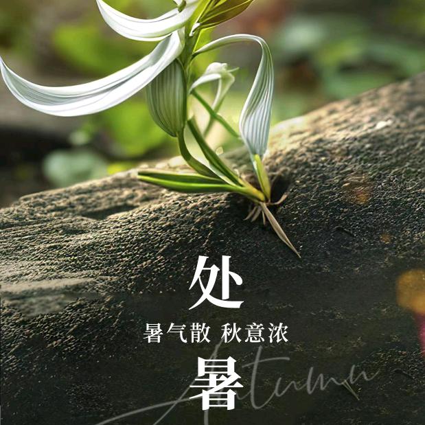 平淡中寻成长