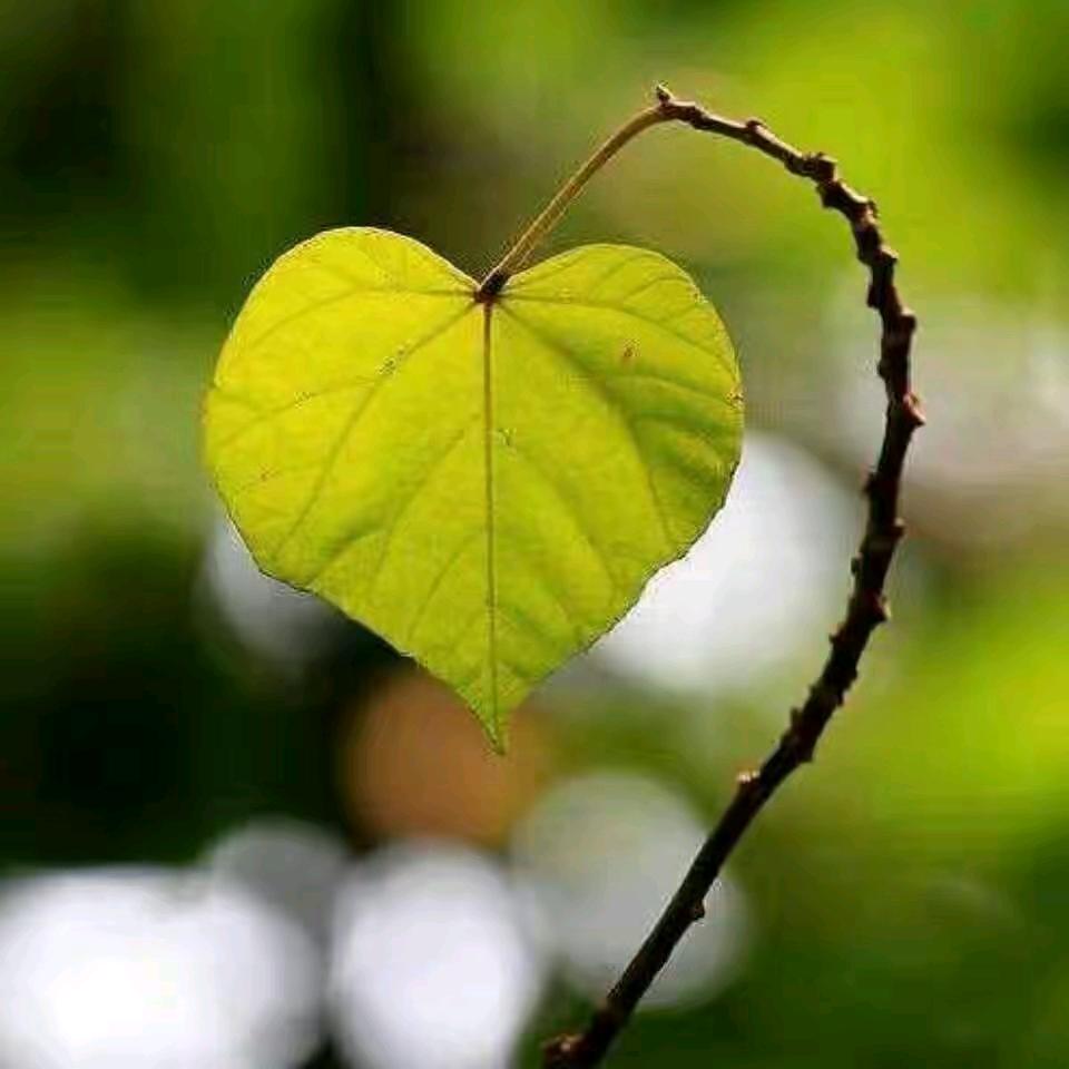 ལོ་མ  叶子🖕🏼1376