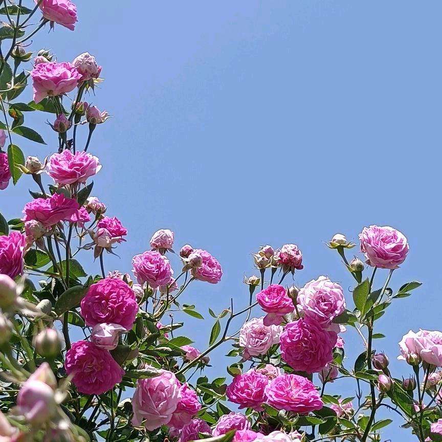 茶染